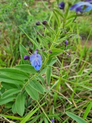 Rotheca