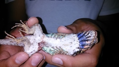 Sceloporus spinosus