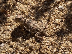 Phrynosoma blainvillii