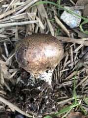 Scleroderma verrucosum