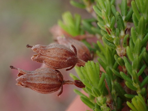 Image of Erica pubescens by (c) Ren Hoekstra, some rights reserved (CC BY)
