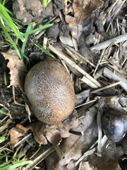 Scleroderma verrucosum