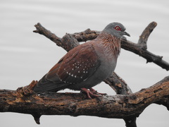 Columba guinea