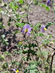 Solanum citrullifolium
