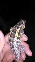 Sceloporus spinosus
