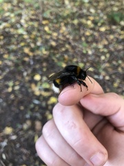 Bombus terrestris