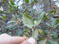 Quercus durata