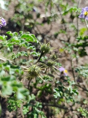 Solanum citrullifolium