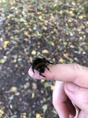 Bombus terrestris