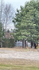 Plectrophenax nivalis