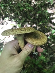Lactarius torminosus
