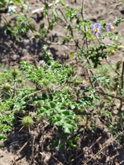 Solanum citrullifolium