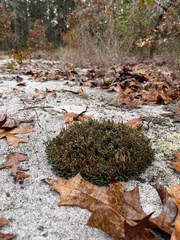 Selaginella acanthonota