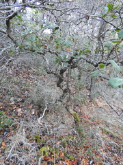 Quercus durata