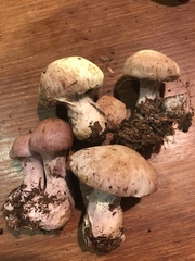Cortinarius camphoratus