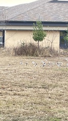 Plectrophenax nivalis