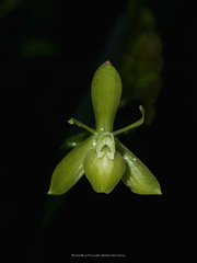 Epidendrum lankesteri