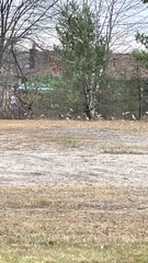 Plectrophenax nivalis