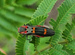 Agrilus sexguttatus