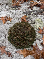Selaginella acanthonota