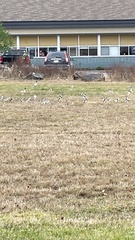 Plectrophenax nivalis