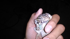 Sceloporus spinosus