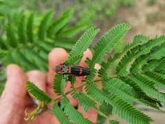 Agrilus sexguttatus
