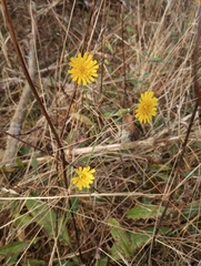 Hieracium murorum