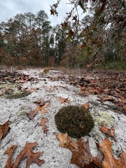 Selaginella acanthonota