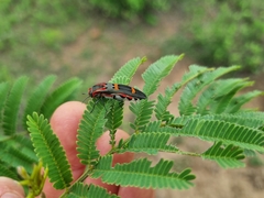 Agrilus sexguttatus