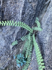 Astrolepis windhamii