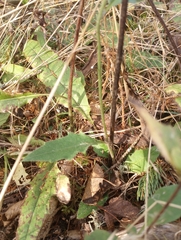 Hieracium murorum
