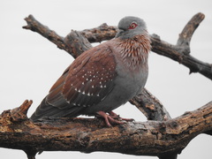 Columba guinea