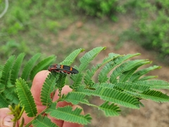Agrilus sexguttatus