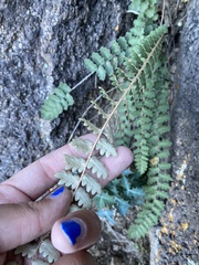 Astrolepis windhamii