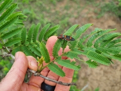 Agrilus sexguttatus