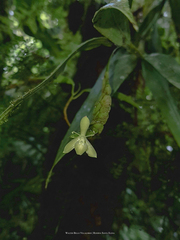 Epidendrum lankesteri