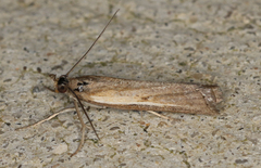 Ptochostola microphaeellus