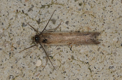 Ptochostola microphaeellus