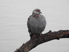 Columba guinea