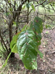 Frangula caroliniana