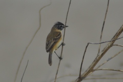 Polystictus pectoralis