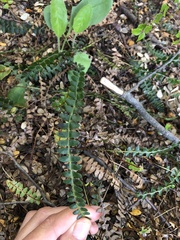 Blechnum penna-marina