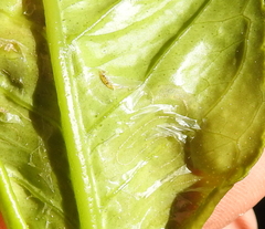 Phyllocnistis citrella