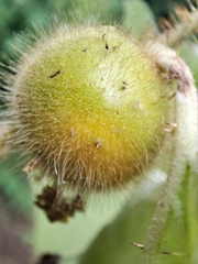 Solanum hirtum