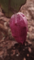 Epiphyllum phyllanthus