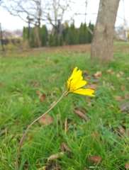 Tragopogon orientalis