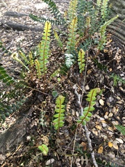 Blechnum penna-marina