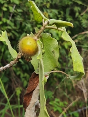 Solanum hirtum
