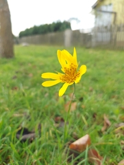 Tragopogon orientalis
